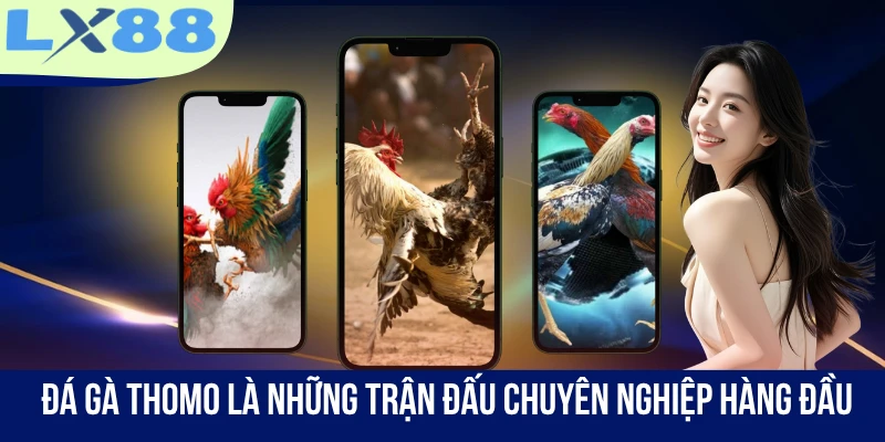 Đá gà Thomo là những trận đấu chuyên nghiệp hàng đầu